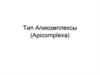 Тип Апикомплексы