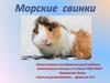 Морские свинки. Породы морских свинок