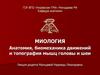 Миология. Анатомия, биомеханика движений и топография мышц головы и шеи