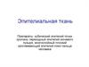 Эпителиальная ткань