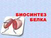 Биосинтез белка. Основные этапы биосинтеза белка. Транскрипция