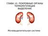 Мочевыделительная система