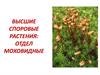 Высшие споровые растения: отдел моховидные
