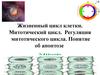 Жизненный цикл клетки. Митотический цикл. Регуляция митотического цикла. Понятие об апоптозе