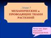 Механические и проводящие ткани