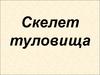 Скелет туловища