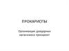 Прокариоты. Организация доядерных организмов-прокариот