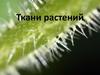Ткани растений