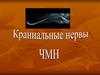 Черепно – мозговые нервы