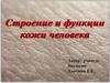 Структура и функции кожи человека