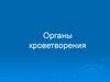 Органы кроветворения
