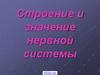 Строение и значение нервной системы