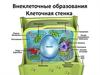 Внеклеточные образования. Клеточная стенка