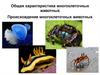 Общая характеристика многоклеточных животных. Происхождение многоклеточных животных