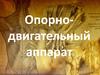 Опорно-двигательный аппарат