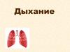Дыхание. Что представляет собой процесс дыхания