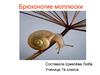 Брюхоногие моллюски (7 класс)