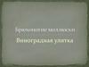 Брюхоногие моллюски. Виноградная улитка