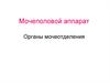 Мочеполовой аппарат. Органы мочеотделения. (Лекция 5)