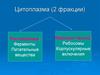 Цитоплазма (2 фракции)