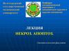 Некроз. Апоптоз. Механизмы развития и морфология некроза. Схема развития апоптоза