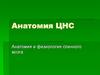 Анатомия ЦНС. Анатомия и физиология спинного мозга