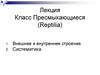 Класс Пресмыкающиеся (Reptilia)