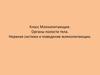 Класс Млекопитающие. Органы полости тела. Нервная система и поведение млекопитающих