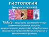 Гистология (наука о тканях)