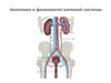 Анатомия и физиология мочевой системы