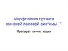 Морфология органов женской половой системы