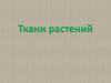 Ткани растений