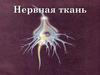 Нервная ткань