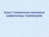 Класс Головоногие моллюски. Цефалоподы. Cephalopoda