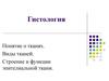 Гистология. Понятие о тканях. Виды тканей. Строение и функции эпителиальной ткани