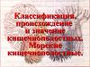 Классификация, происхождение и значение кишечнополостных. Морские кишечнополостные