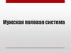 Мужская половая система