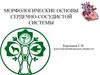Морфологические основы сердечно-сосудистой системы