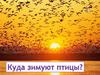 Где зимуют птицы