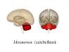 Мозжечок (cerebellum)