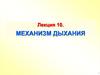 Механизм дыхания