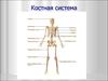 Костная система
