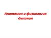 Анатомия и физиология дыхания