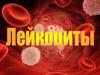 Лейкоциты. Функции моноцитов. Лимфоциты. Иммунитет