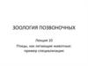 Зоология позвоночных. Птицы, как летающие животные. Пример специализации. (Лекция 10)