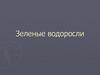Зеленые водоросли