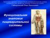 Функциональная анатомия пищеварительной системы