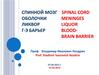Спинной мозг. Оболочки. Ликвор. Г-э барьер