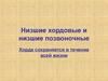 Низшие хордовые и низшие позвоночные