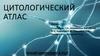 Цитологический атлас